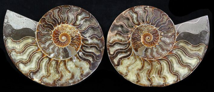 Cut & Polished Ammonite Fossil - Agatized #37886